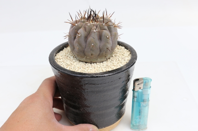 サボテン　多肉植物