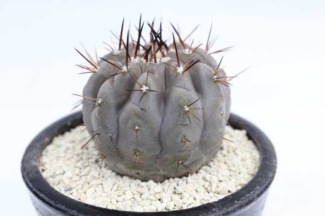 サボテン　多肉植物
