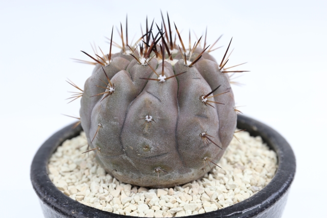 サボテン　多肉植物