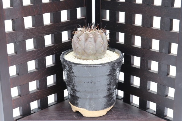 <"黒王丸