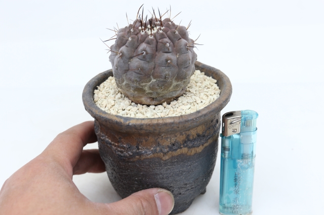 サボテン　多肉植物