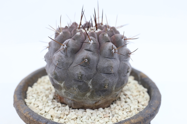 コピアポア【黒王丸】サボテン② 黒王丸 Taltal原産輸入球type A2052☆コピアポア サボテン