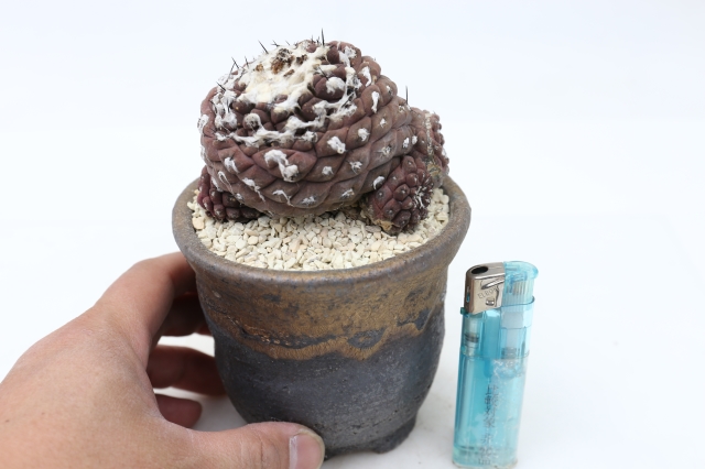 サボテン　多肉植物