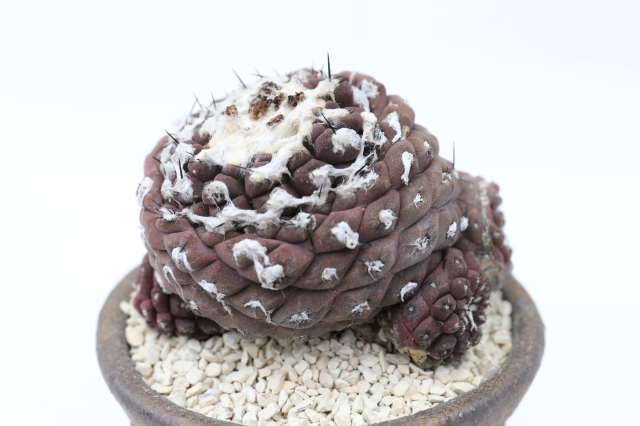 サボテン　コピアポア　ヒポガエア　バルクテンシス サボテン、多肉植物 ヒポガエア-13 ヒポガエア バルクテンシス 輸入球