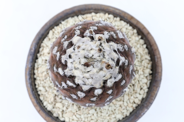 <"ヒポガエア　バルクテンシス　コピアポア　サボテン"