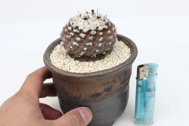 サボテン　多肉植物