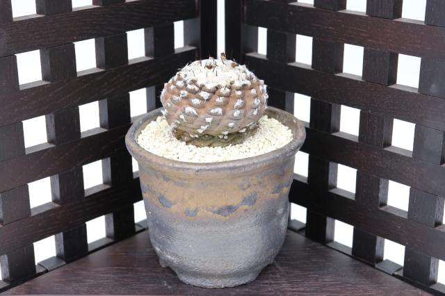 <"ヒポガエア　バルクテンシス　コピアポア　サボテン"