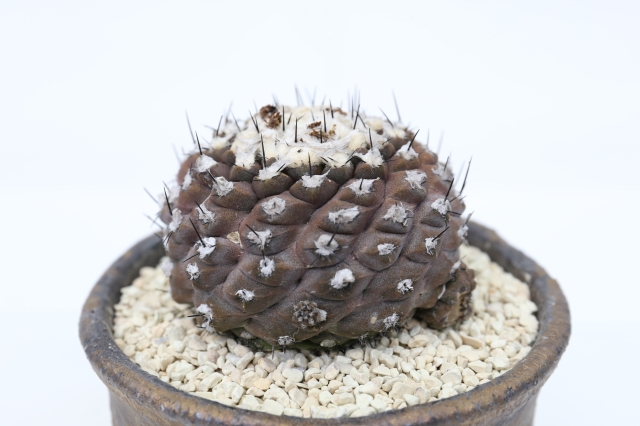 ヒポガエア バルクテンシス 輸入球type A2055☆コピアポア