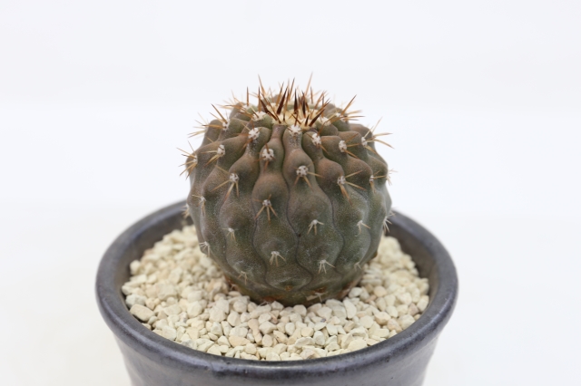 サボテン　多肉植物