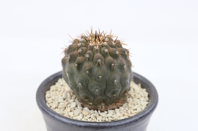 サボテン　多肉植物