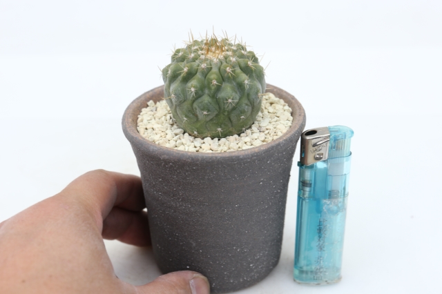サボテン　多肉植物
