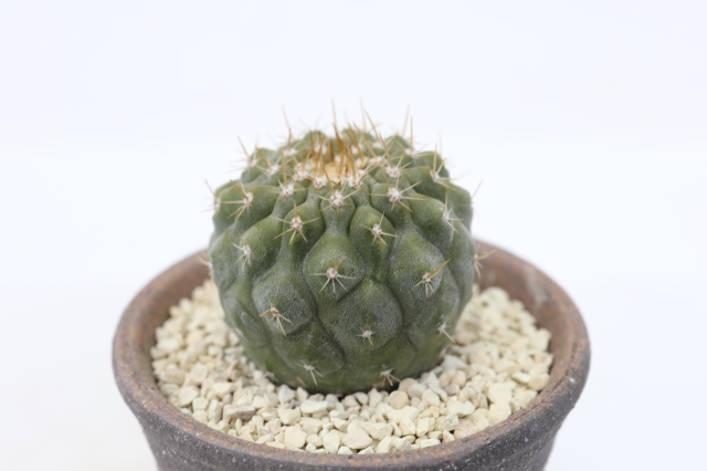 サボテン　多肉植物