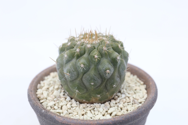 サボテン　多肉植物