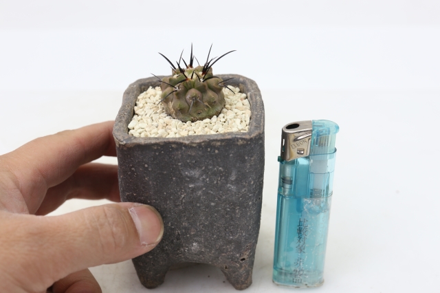 サボテン　多肉植物