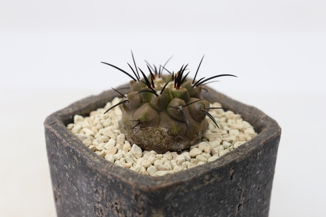 サボテン　多肉植物