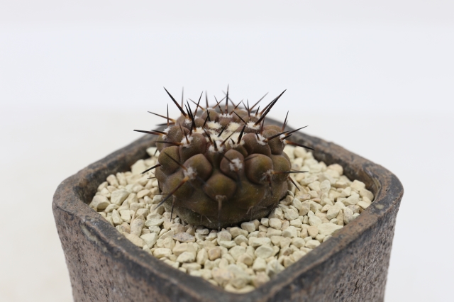 サボテン　多肉植物