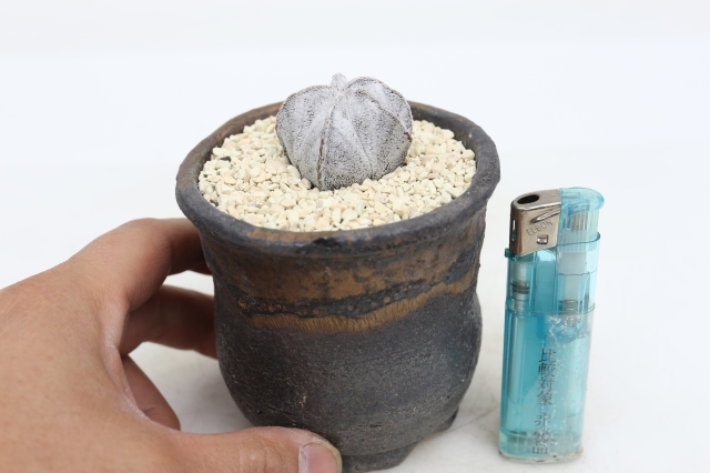 サボテン　多肉植物