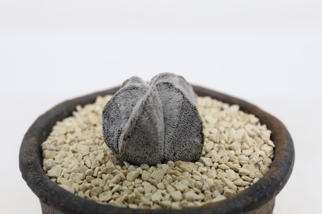 サボテン　多肉植物