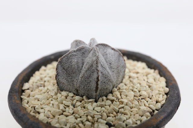 サボテン　多肉植物