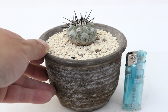 サボテン　多肉植物
