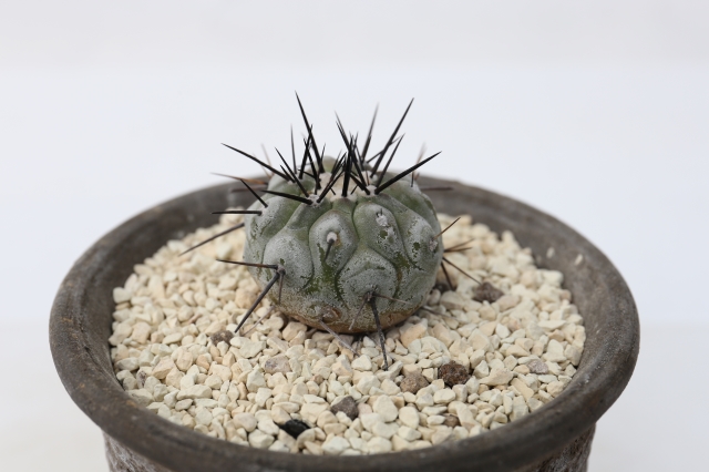 サボテン　大鳳玉　黒棘　37個まとめて販売　検索　コピアポア　黒王丸 サボテン 大鳳玉 黒棘 37個まとめて販売 検索 コピアポア 黒王丸 サボテン