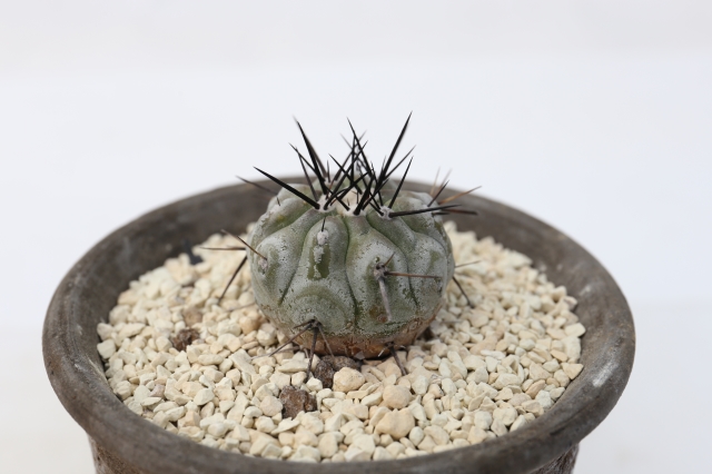 サボテン　多肉植物