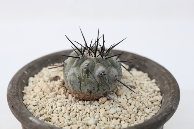 サボテン　多肉植物