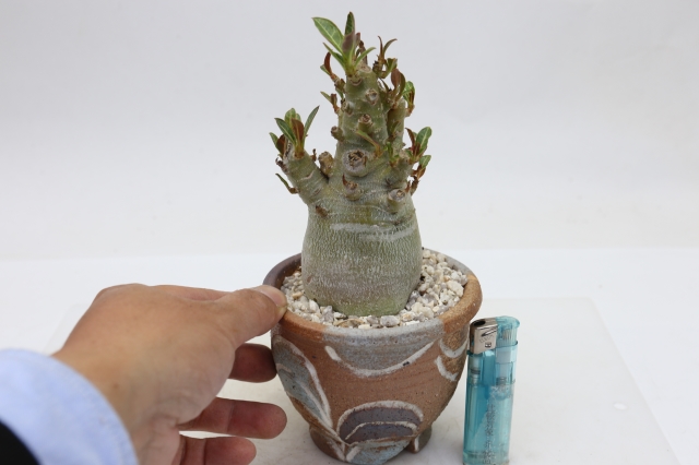 サボテン　多肉植物