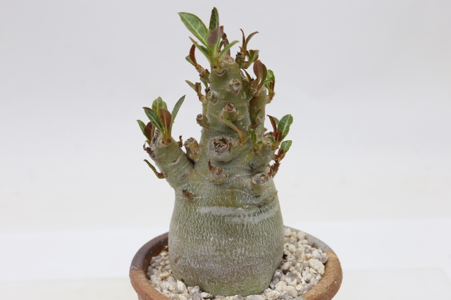 <"アデニウム　アラビカム　コーデックス　塊根植物　多肉植物"