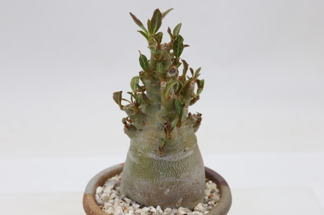 サボテン　多肉植物