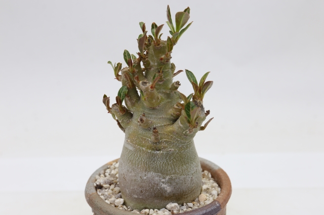 サボテン　多肉植物