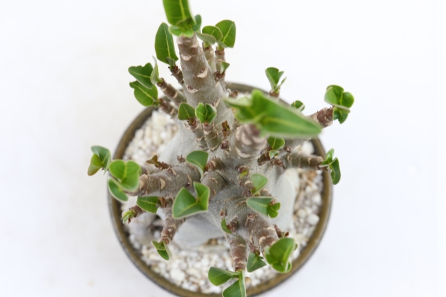 <"アデニウム　アラビカム　コーデックス　塊根植物　多肉植物"