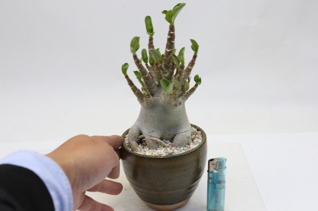 サボテン　多肉植物