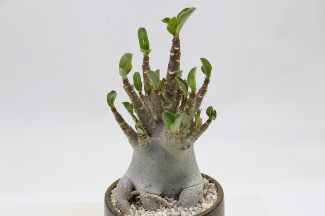 <"アデニウム　アラビカム　コーデックス　塊根植物　多肉植物"