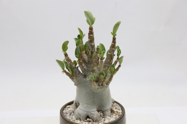 サボテン　多肉植物