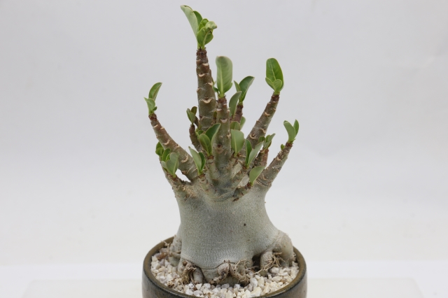 サボテン　多肉植物