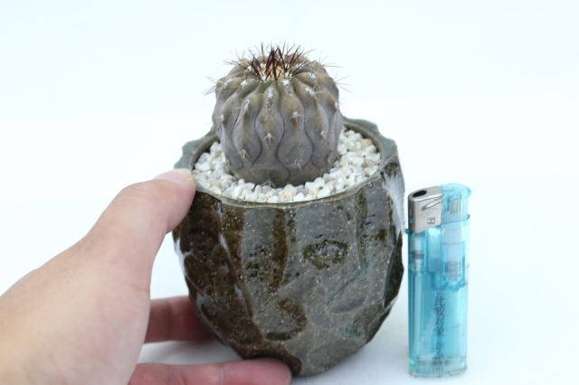 サボテン　多肉植物