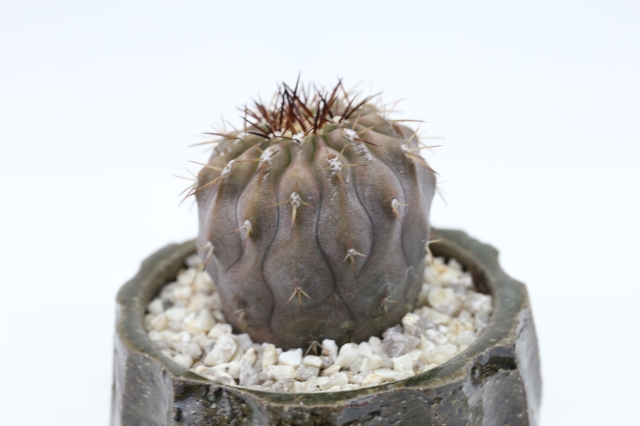 サボテン　多肉植物