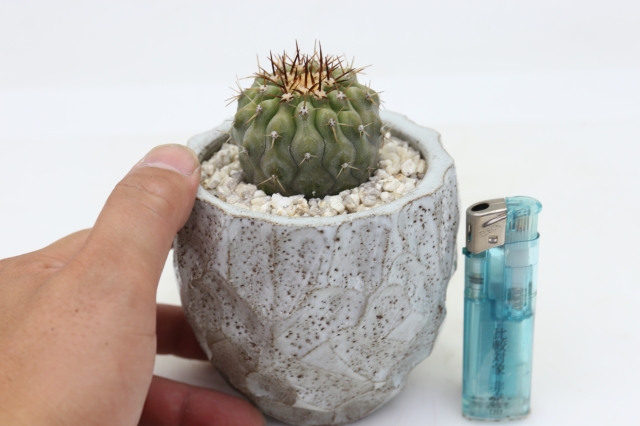 サボテン　多肉植物