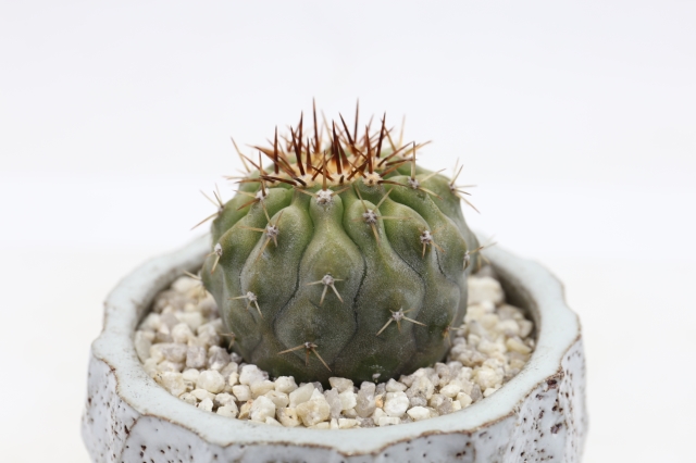 サボテン　多肉植物