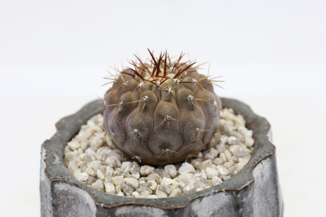 実生 孤竜丸 【公式通販】