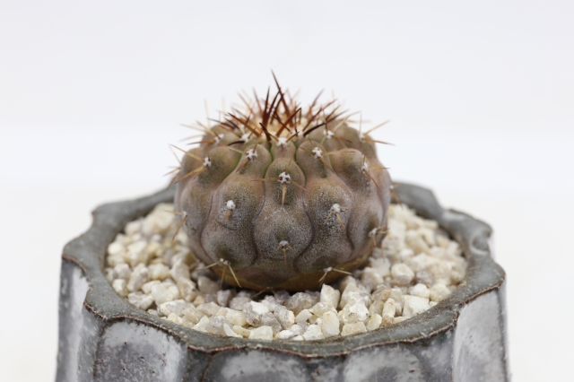 弧竜丸 実生 A2268☆コピアポア サボテン☆「送料無料」浦部陽向園