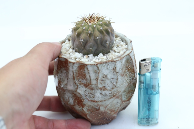 サボテン　多肉植物