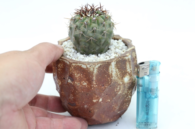 サボテン　多肉植物