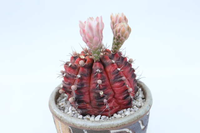 サボテン 多肉植物