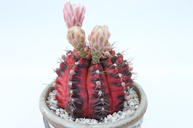サボテン 多肉植物