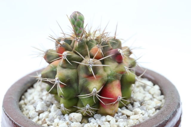 サボテン　多肉植物