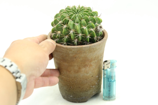 サボテン　多肉植物