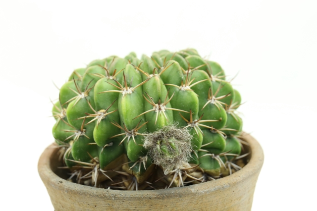 サボテン　多肉植物