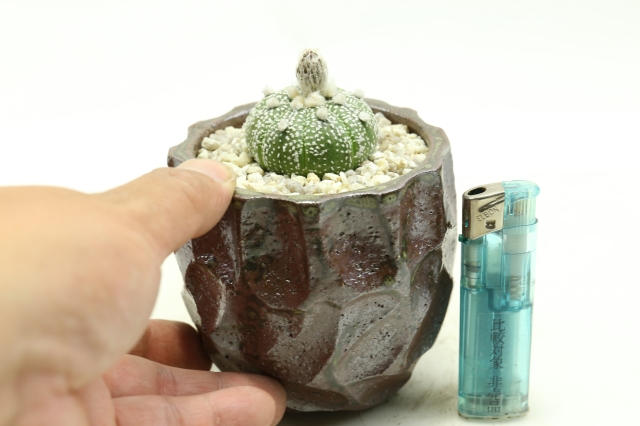 サボテン　多肉植物